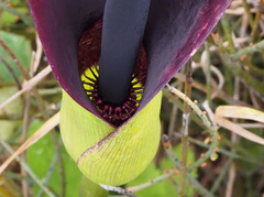 Arum palaestinum
