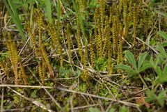 Selaginella helvetica