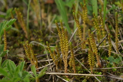 Selaginella helvetica