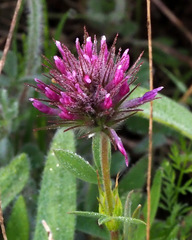 Trifolium dasyurum