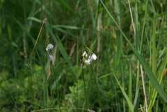 Eriophorum latifolium