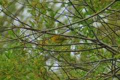 Setophaga petechia morcomi