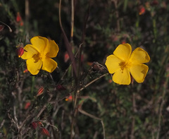 Fumana arabica