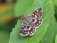 Spialia galba