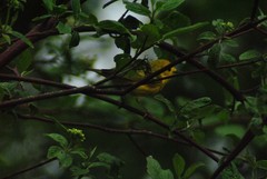 Setophaga petechia morcomi