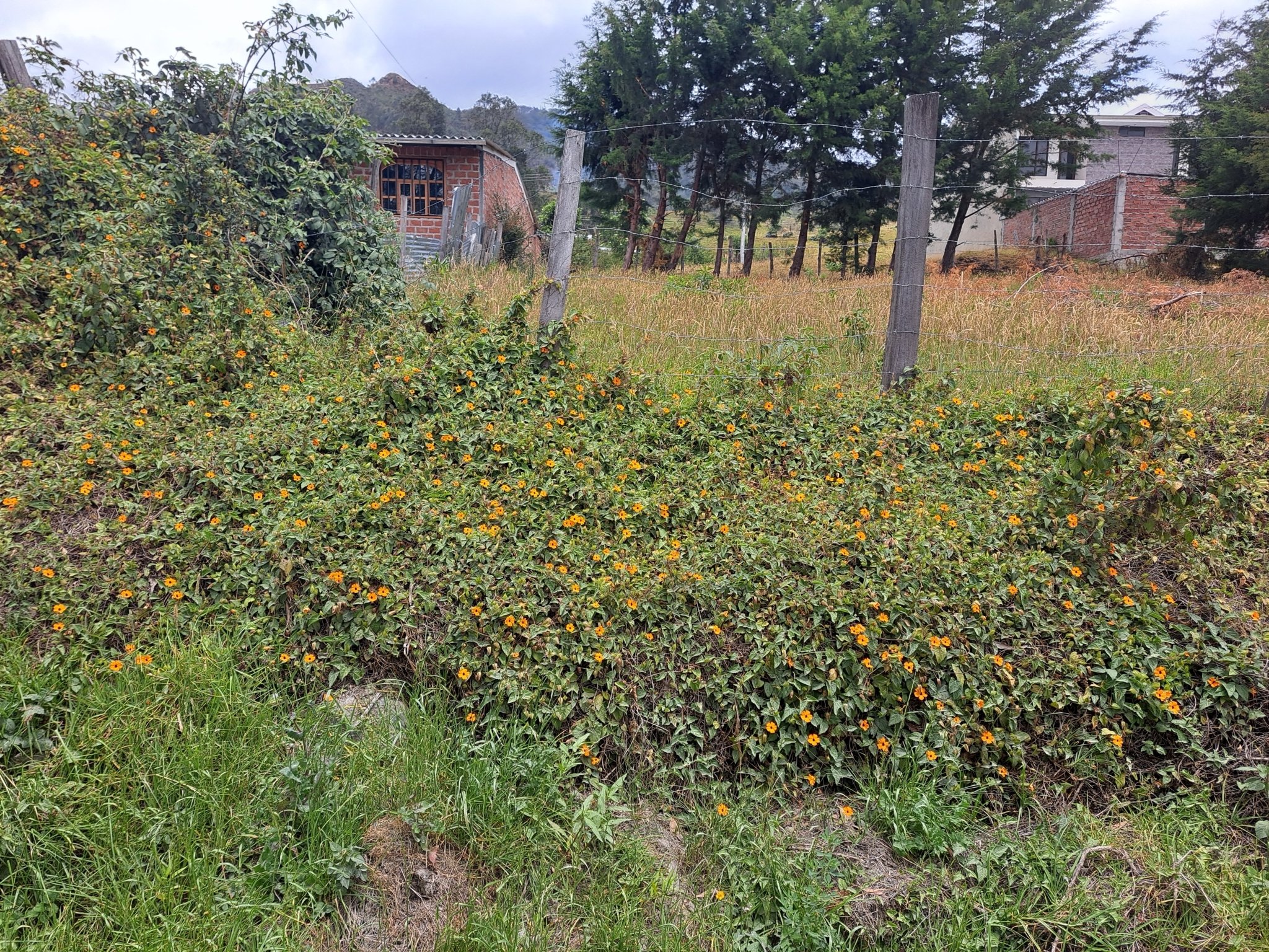 Thunbergia image