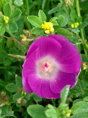 Callirhoe involucrata
