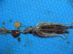 Chiroteuthis veranii