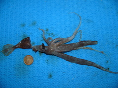 Chiroteuthis veranii