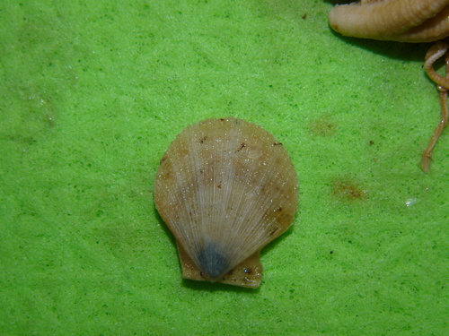 Icelandic Scallop