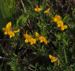 Lotus longisiliquosus