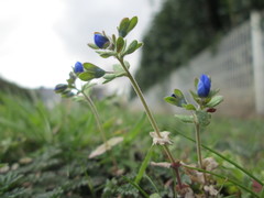 Veronica triphyllos