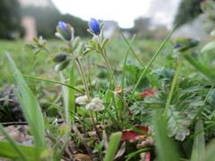 Veronica triphyllos