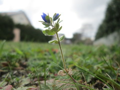 Veronica triphyllos