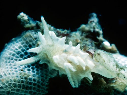 シロイバラウミウシ