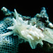 Bermudella japonica - Photo (c) Bernard Picton, μερικά δικαιώματα διατηρούνται (CC BY-SA)