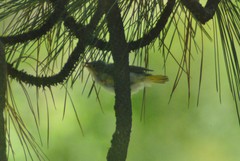 Setophaga petechia morcomi