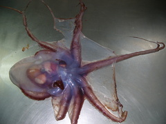 Cirroteuthis