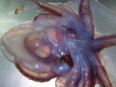 Cirroteuthis