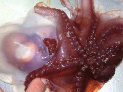 Cirroteuthis