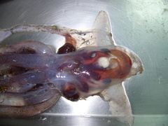 Cirroteuthis