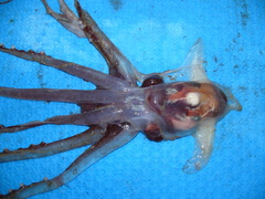 Cirroteuthis
