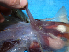 Cirroteuthis