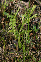 Botrychium minganense