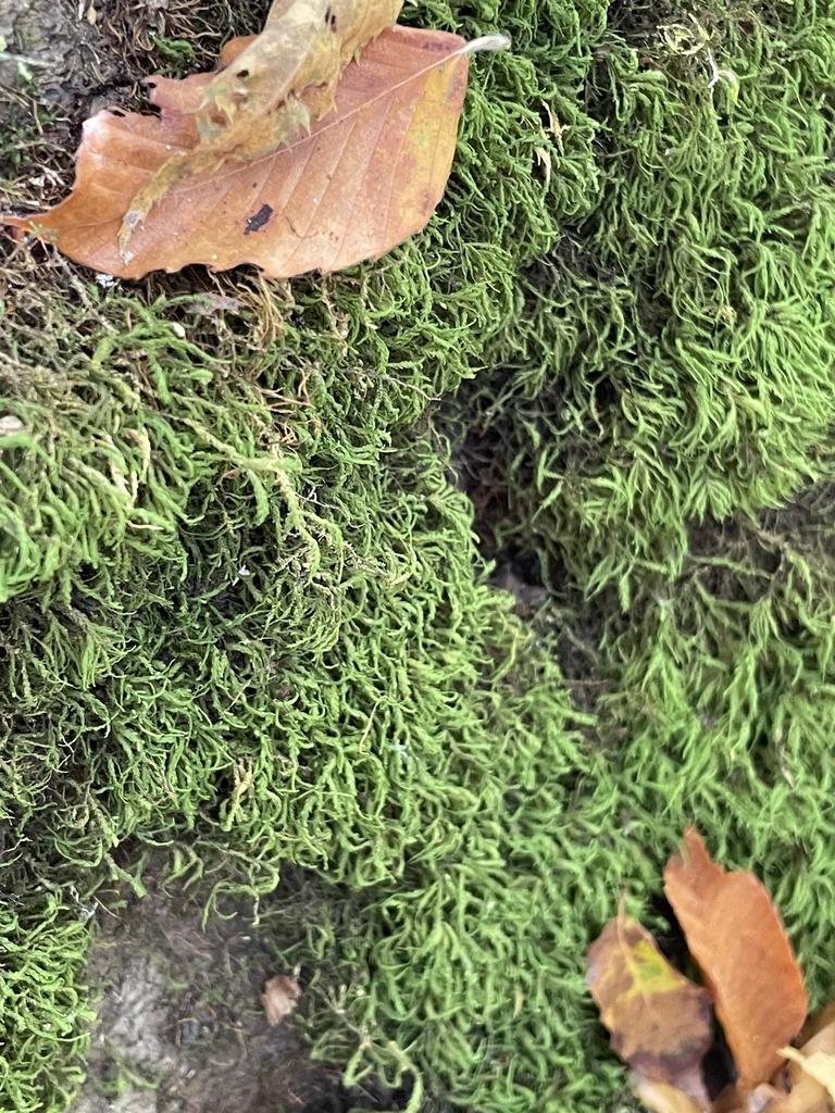 treeskirt moss from University of Waterloo, Waterloo, ON, CA on