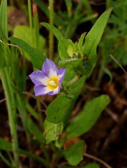 Convolvulus pentapetaloides