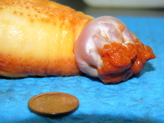 Cucumaria frondosa