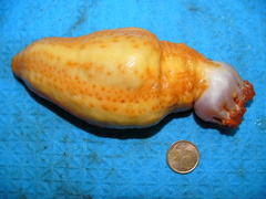 Cucumaria frondosa