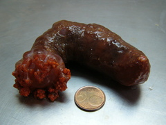 Cucumaria frondosa