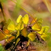 Eurema brigitta brigitta - Photo (c) tjeerd, alguns direitos reservados (CC BY-NC)
