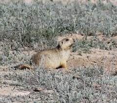 Spermophilus fulvus