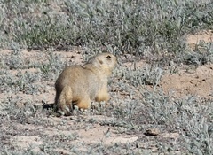 Spermophilus fulvus