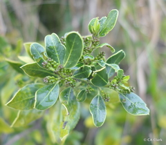 Rhamnus alaternus
