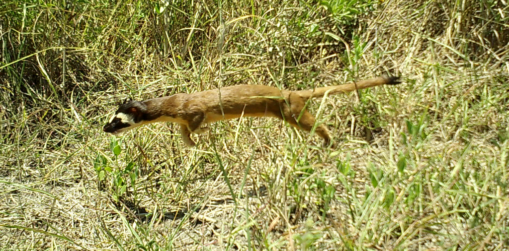 Longtailed Weasel from Cameron County, TX, USA on June 21, 2023 at 12
