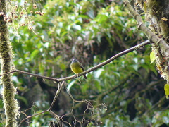 Myiotriccus ornatus