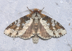 Disphragis tharis