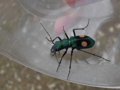 Pseudoxycheila chaudoiri