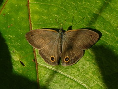 Cissia