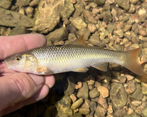 Redspot Chub