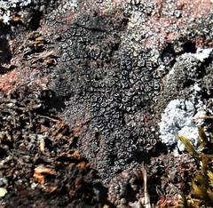 Lecanora gangaleoides