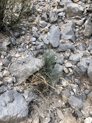 Ephedra aspera