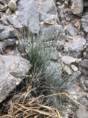 Ephedra aspera