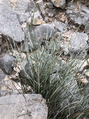 Ephedra aspera