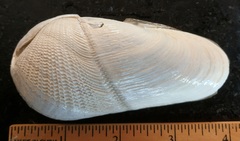 Martesiinae