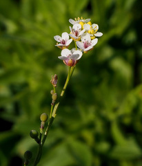 Crambe hispanica