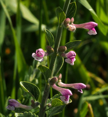 Scutellaria brevibracteata